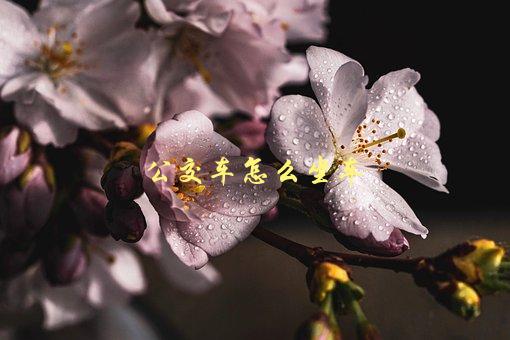 公交车怎么坐车，全方位指南-1