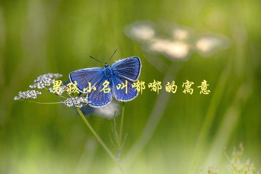 男孩小名叫嘟嘟的寓意，是什么？-1