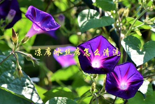 凉席冰丝席怎么清洗，清洗技巧大揭秘-1