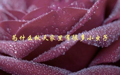 为什么秋天家里有很多小虫子，如何有效驱赶它们