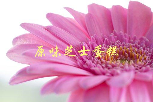 原味芝士蛋糕(如何制作口感细腻的经典蛋糕)-1