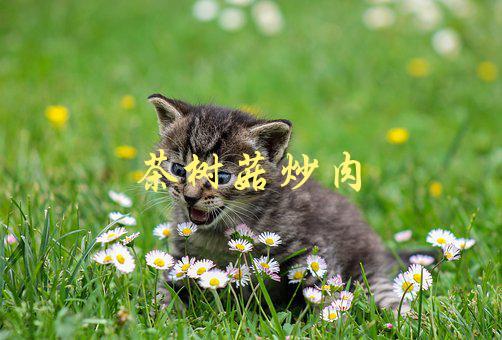 茶树菇炒肉(如何做出美味又健康的家常菜)-1