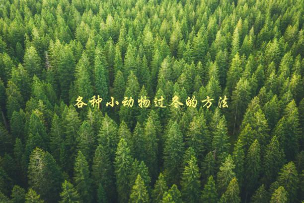各种小动物过冬的方法，你知道吗？这些小技巧帮助它们安度冬天-1
