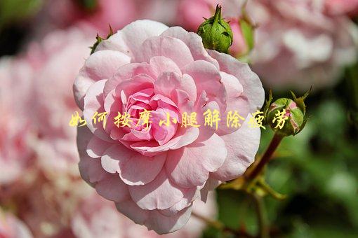 如何按摩小腿解除疲劳，有哪些简单有效的按摩技巧-1