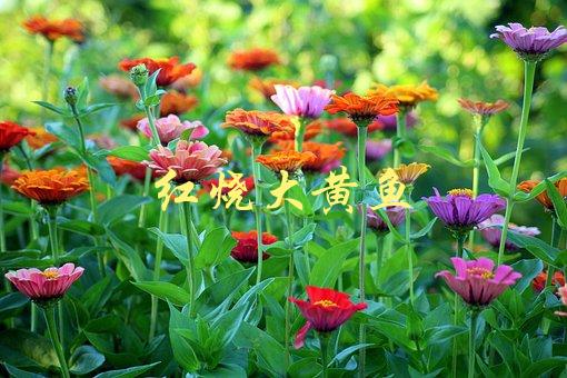 红烧大黄鱼(如何做出口感鲜美的传统美食)-1