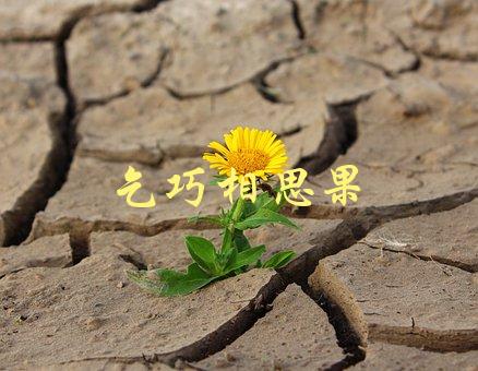 乞巧相思果(有哪些传说和故事)-1