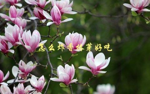 怎么炸香椿芽好吃，最佳炸香椿芽的方法是什么