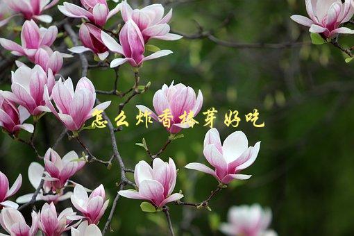 怎么炸香椿芽好吃，最佳炸香椿芽的方法是什么-1