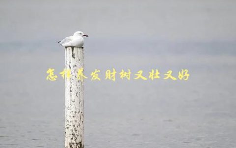 怎样养发财树又壮又好，分享养护技巧和注意事项