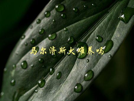 马尔济斯犬难养吗，有哪些需要注意的地方-1