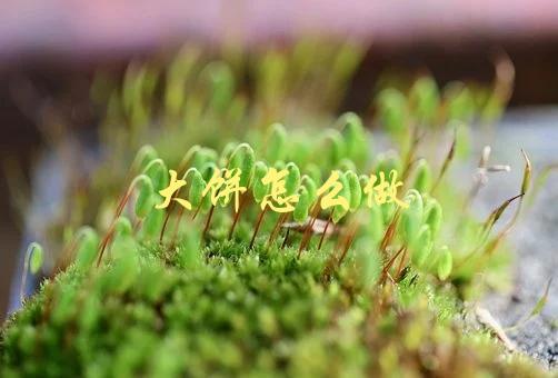 大饼怎么做(步骤详解)-1