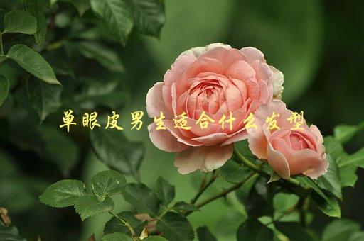 单眼皮男生适合什么发型，五款发型推荐-1