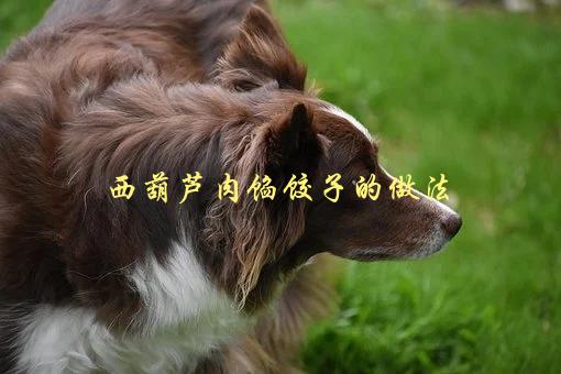 西葫芦肉馅饺子的做法，如何制作美味的家常饺子-1