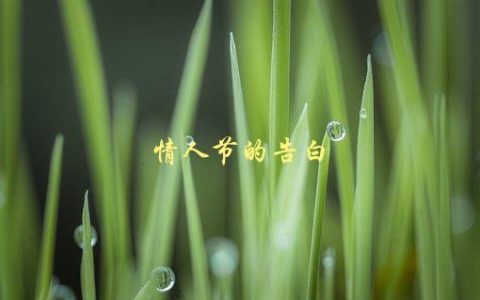 情人节的告白，如何让你的爱人感动落泪