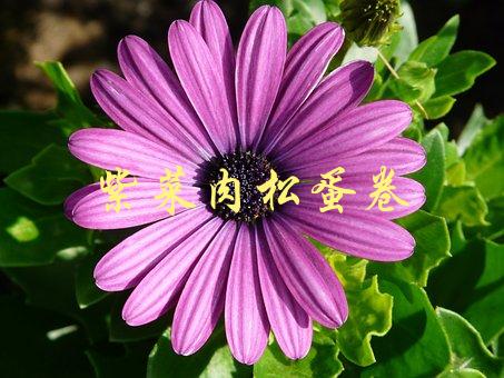 紫菜肉松蛋卷(怎样做出美味又健康的早餐)-1