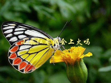 小米红枣粥会上火吗，专家解答-1