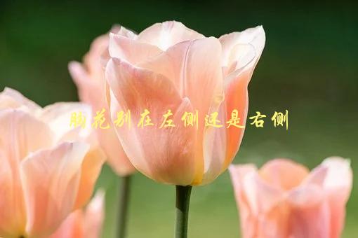 胸花别在左侧还是右侧，穿衣搭配的小技巧-1
