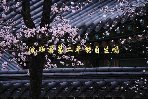 波斯菊第二年能自生吗，如何让波斯菊成功越冬-1