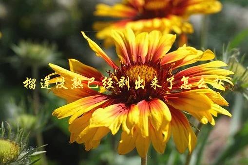 榴莲没熟已经剥出来了怎么办，该如何让它更甜美可口-1