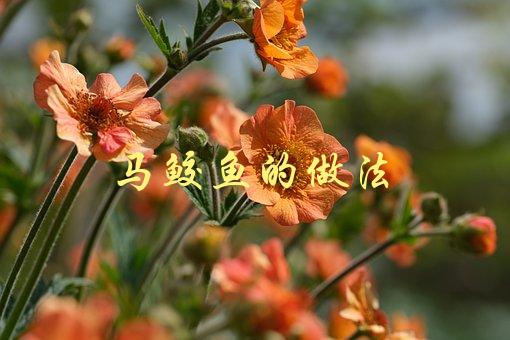 马鲛鱼的做法(怎样才能做出口感鲜美的马鲛鱼料理)-1