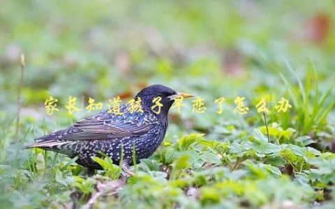 家长知道孩子早恋了怎么办，应该如何正确引导