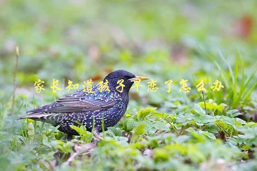 家长知道孩子早恋了怎么办，应该如何正确引导-1