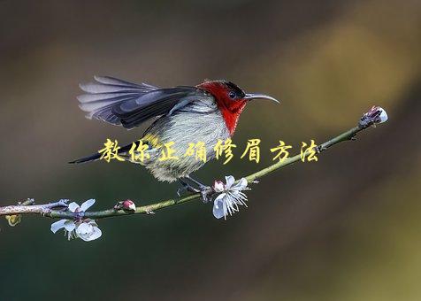 教你正确修眉方法，如何让你的眉毛更加完美-1