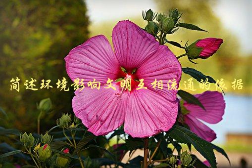 环境如何影响文明互相流通？，探究文明交流的背后-1
