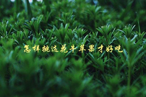 怎样挑选花牛苹果才好吃，从外观到口感一一解析-1