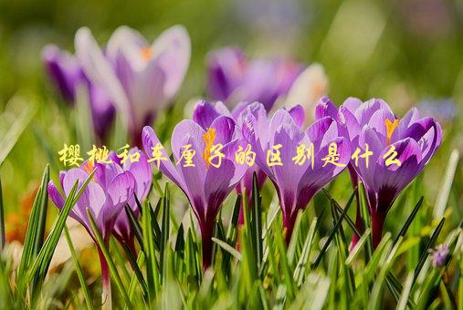 樱桃和车厘子的区别是什么，了解这些，不再被人骗-1