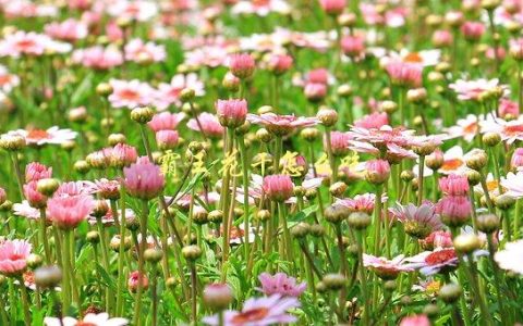 霸王花干怎么吃，有哪些正确的食用方法