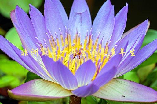 非洲菊是一年生还是多年生，了解这些就能更好地种植-1