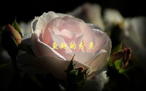 鱼翅的分类，有哪些种类？