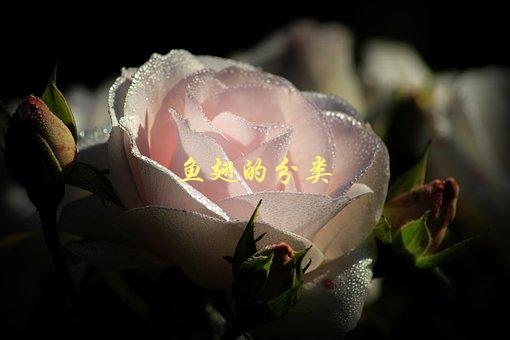 鱼翅的分类，有哪些种类？-1