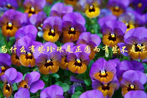 为什么有些珍珠是正圆而有些不是呢，珍珠形状的奥秘-1