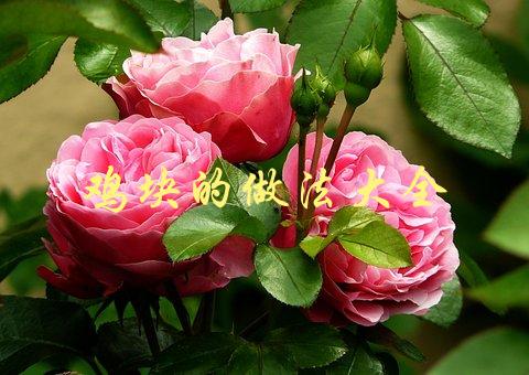 鸡块的做法大全(如何制作口感酥脆的鸡块？)-1