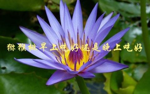 猕猴桃早上吃好还是晚上吃好，哪个时间段更适合食用