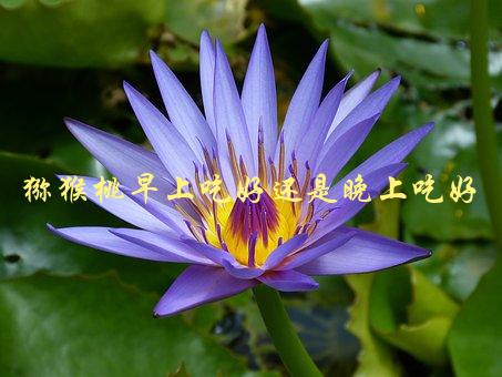 猕猴桃早上吃好还是晚上吃好，哪个时间段更适合食用-1