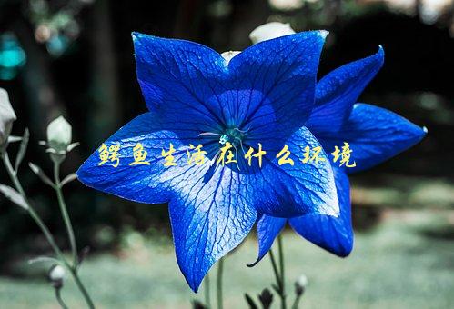 鳄鱼生活在什么环境，了解鳄鱼栖息地的特点与适应能力-1