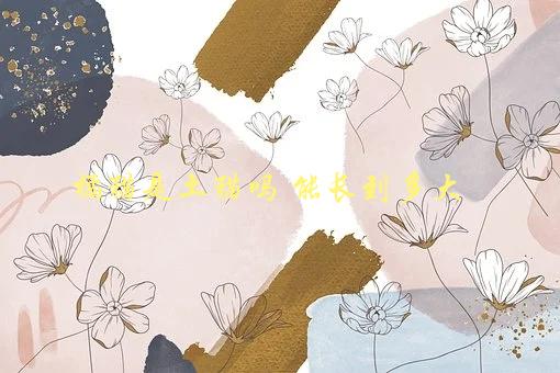 橘猫是土猫吗？能长到多大？，揭秘橘猫的身世与成长-1