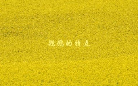 鹦鹉的特点，有哪些独特的生理和行为特征