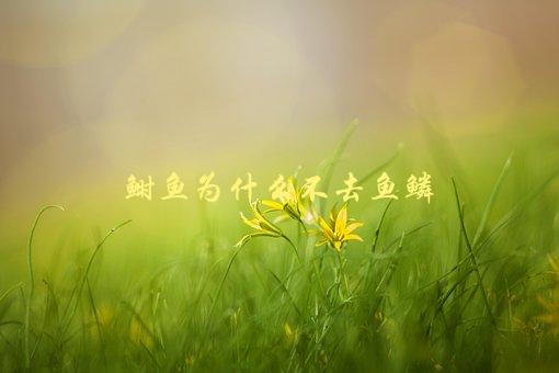 鲥鱼为什么不去鱼鳞，原来是因为这个原因-1