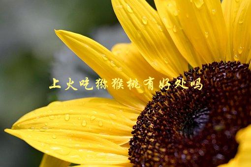 上火吃猕猴桃有好处吗，猕猴桃能否缓解上火症状-1