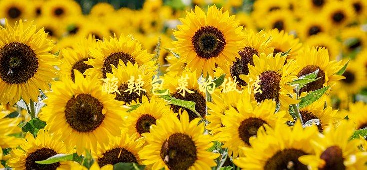 酸辣包菜的做法(怎样制作美味可口的酸辣包菜)-1
