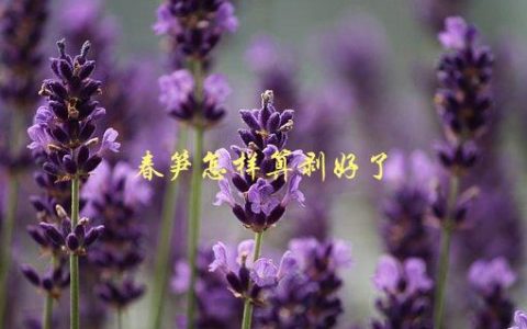 春笋怎样算剥好了，有哪些方法和技巧