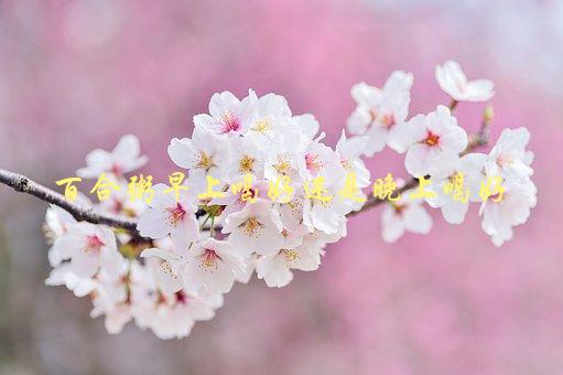 百合粥早上喝好还是晚上喝好？，有助于身体健康的最佳饮用时间-1