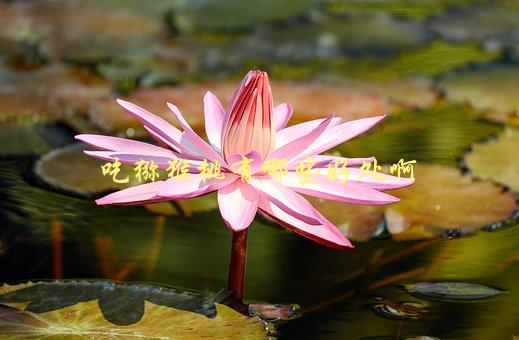 吃猕猴桃有哪些好处啊，这些营养成分让你爱上它-1