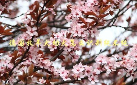 德国牧羊犬幼犬怎么识别纯不纯，有哪些特征可以辨别