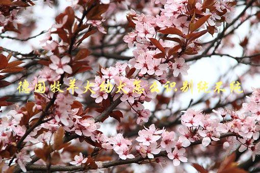 德国牧羊犬幼犬怎么识别纯不纯，有哪些特征可以辨别-1