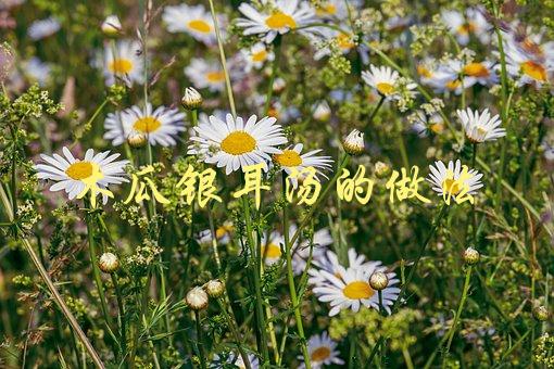 木瓜银耳汤的做法(怎样制作营养美味的木瓜银耳汤)-1